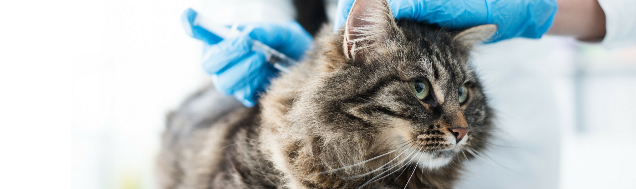 Сколько стоят прививки для кошек
